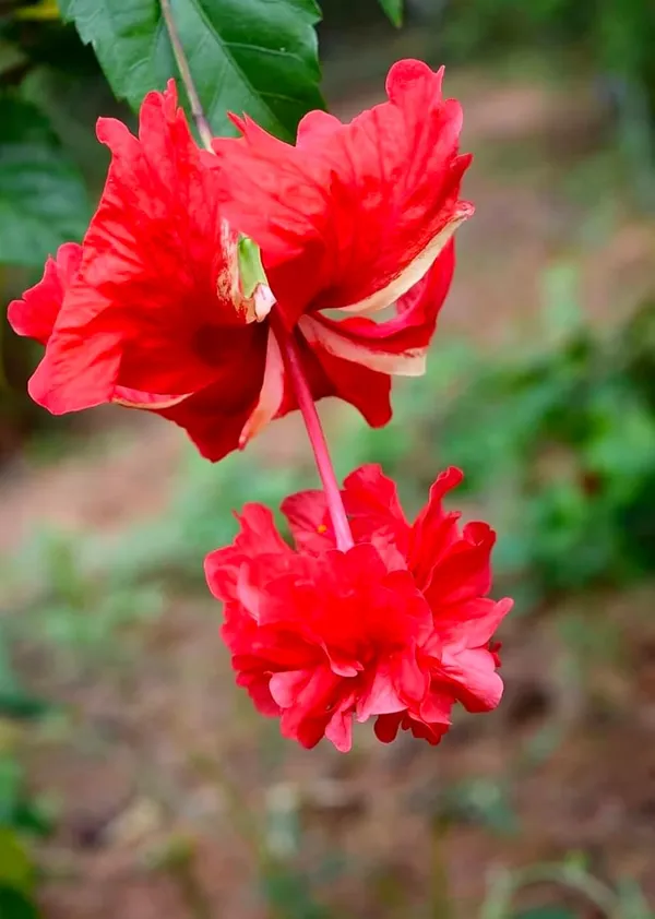 Red_Double_Layered_Hibiscus_Flower_Plant