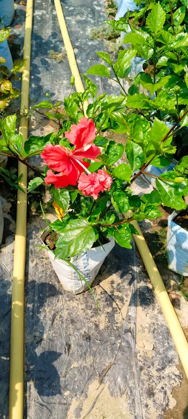 Red_Double_Layered_Hibiscus_Flower_Plant