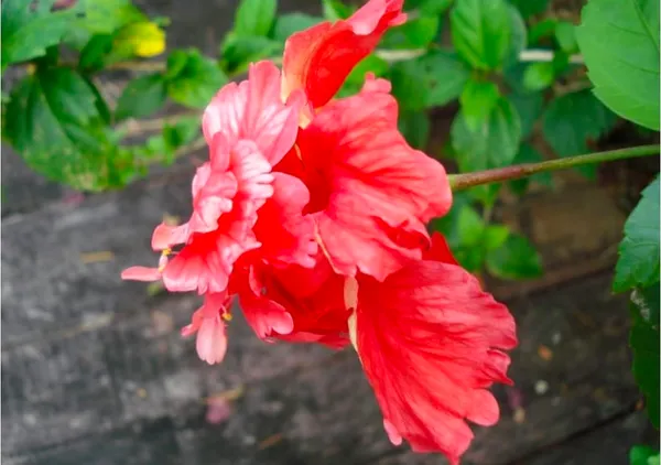 Red_Double_Layered_Hibiscus_Flower_Plant