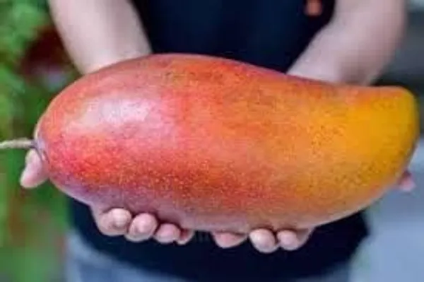 Red_Ivory_Mango_Plant_Aam_Amba_Special_Variety_For_Home_Garden_Tree