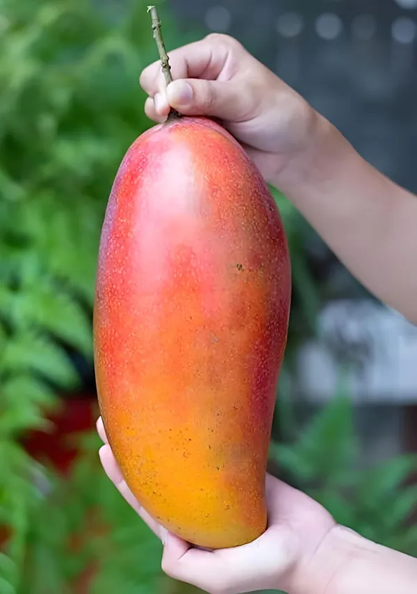Red_Ivory_Mango_Plant,Aam,_Amba_"_Special_Variety"_For_Home_Garden_Tree