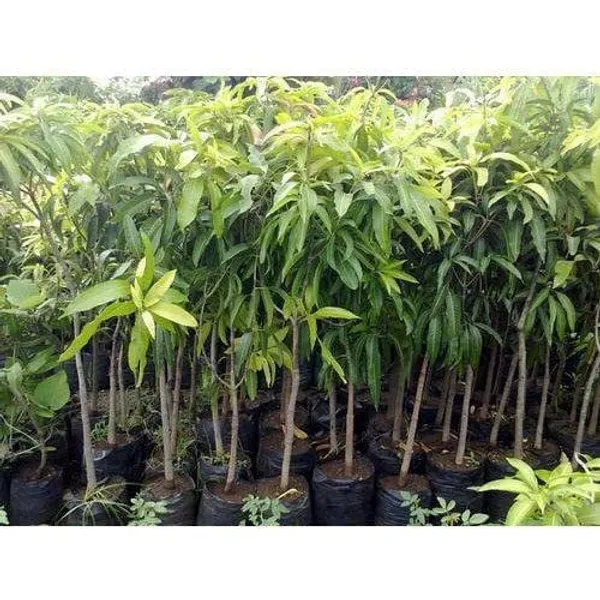 Red_Ivory_Mango_Plant_Aam_Amba_Special_Variety_For_Home_Garden_Tree