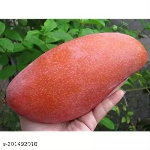 Red_Ivory_Mango_Plant,Aam,_Amba_"_Special_Variety"_For_Home_Garden_Tree