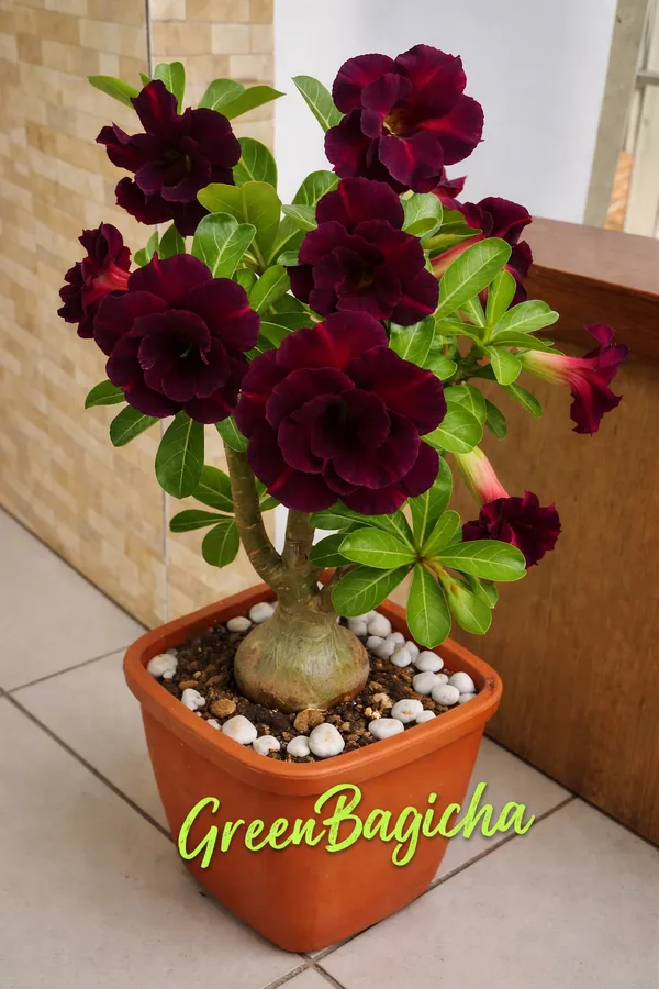 Rose_Variety_Adenium_Plant_Live_|_Desert_Rose_Flowering_Plant_|_Thick_Caudex_Bonsai