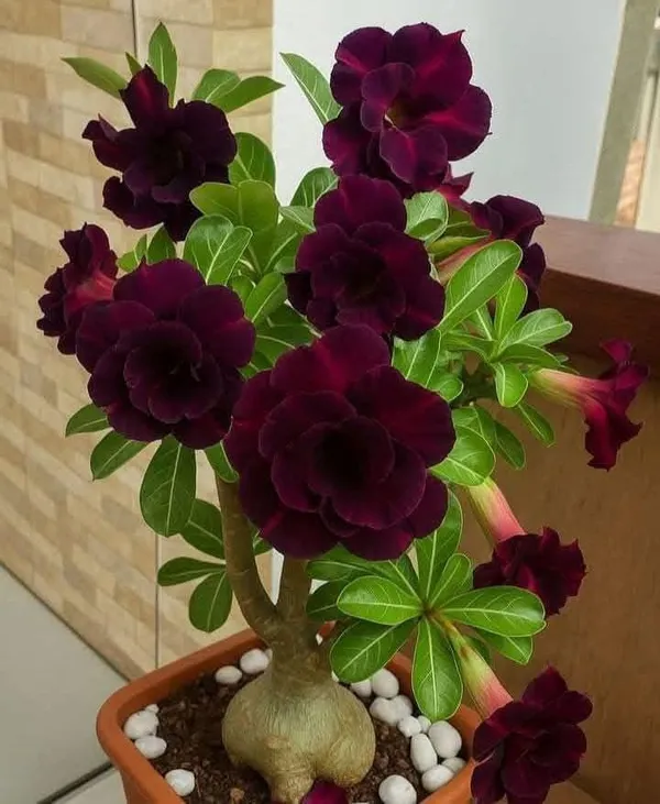 Rose_Variety_Adenium_Plant_Live_Desert_Rose_Flowering_Plant_Thick_Caudex_Bonsai