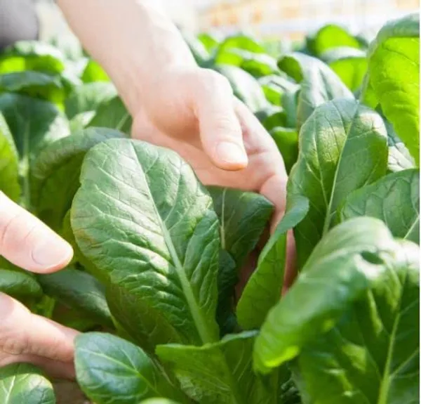 Spinach_Organic_Vegetable_Seeds_Palak_Seeds_Seeds_Per_Gardening_Indoor_Outdoor_Vegetables_Seeds