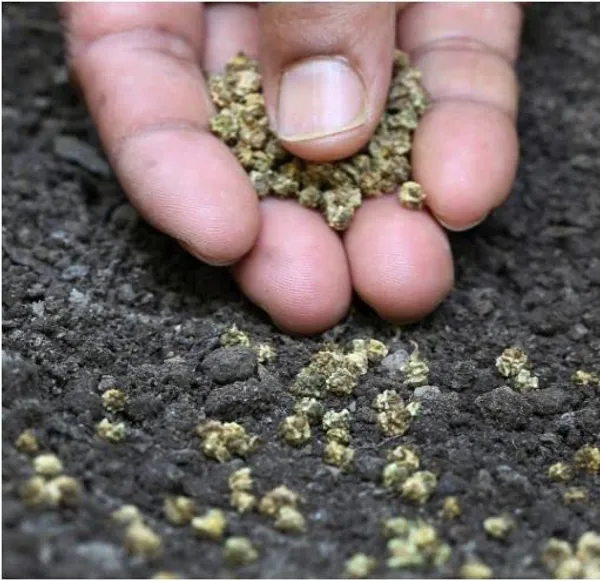 Spinach_Organic_Vegetable_Seeds_Palak_Seeds_Seeds_Per_Gardening_Indoor_Outdoor_Vegetables_Seeds