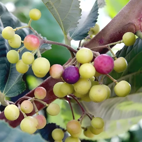 Thai_All_Time_Hybrid_Phalsa_||Falsa_||_Falsha_Grewia_Asiatica_Sherbet_Berry_Live_Fruit