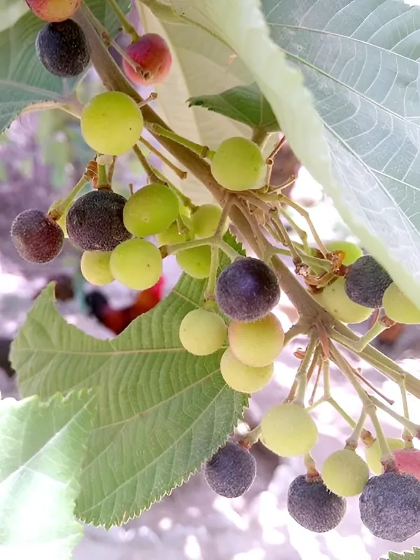 Thai_All_Time_Hybrid_Phalsa_Falsa_Falsha_Grewia_Asiatica_Sherbet_Berry_Live_Fruit