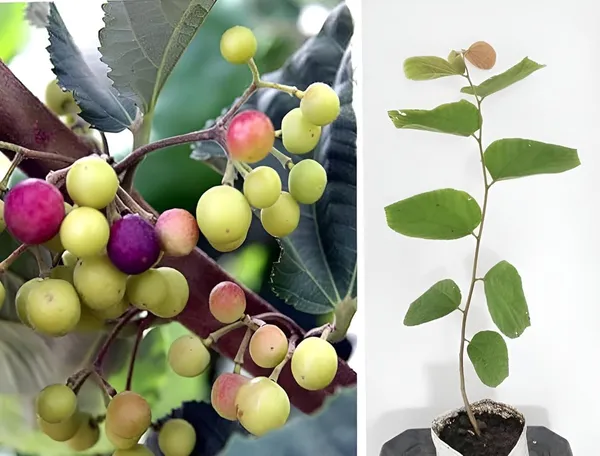 Thai_All_Time_Hybrid_Phalsa_Falsa_Falsha_Grewia_Asiatica_Sherbet_Berry_Live_Fruit