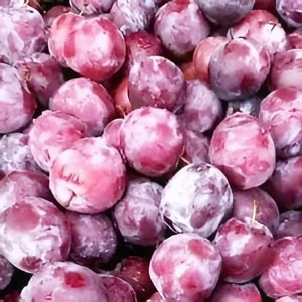 Thai_All_Time_Hybrid_Phalsa_Falsa_Falsha_Grewia_Asiatica_Sherbet_Berry_Live_Fruit