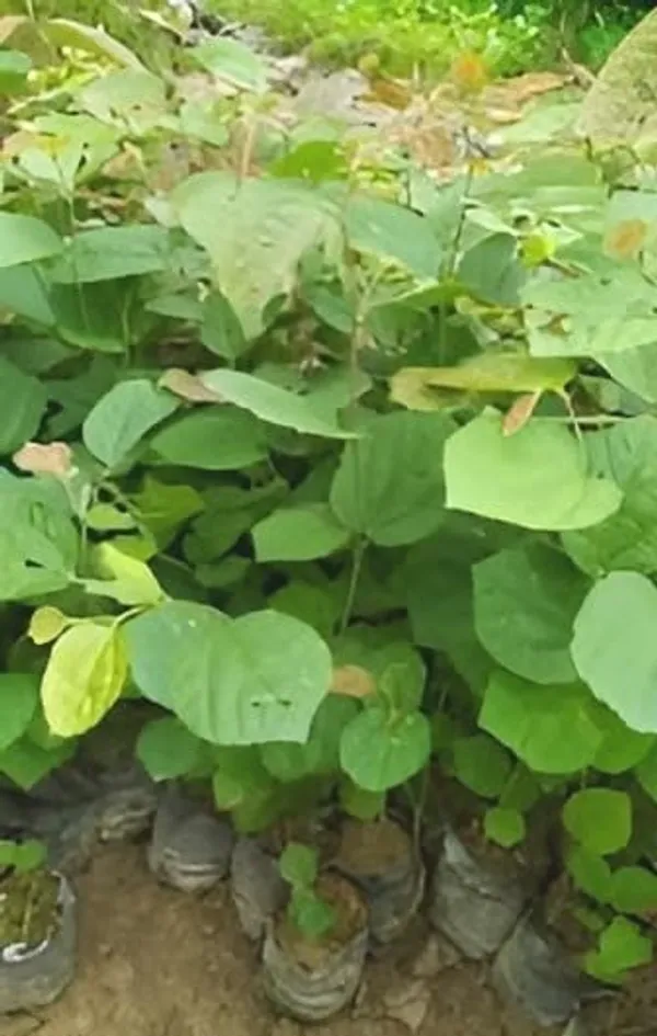 Thai_All_Time_Hybrid_Phalsa_Falsa_Falsha_Grewia_Asiatica_Sherbet_Berry_Live_Fruit
