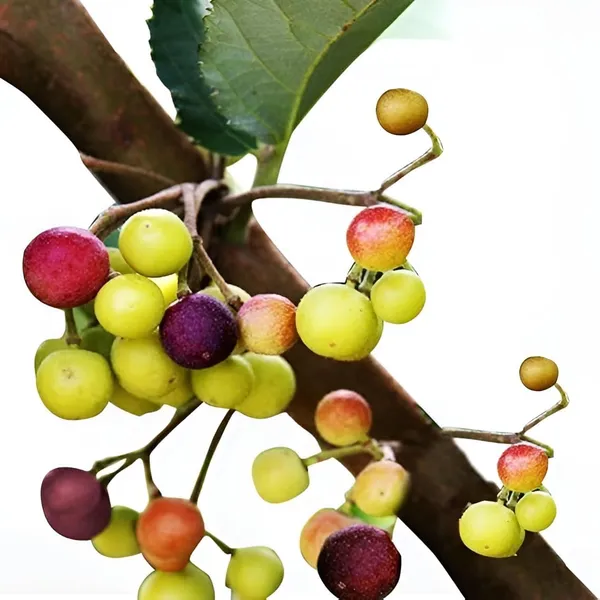 Thai_All_Time_Hybrid_Phalsa_Falsa_Falsha_Grewia_Asiatica_Sherbet_Berry_Live_Fruit