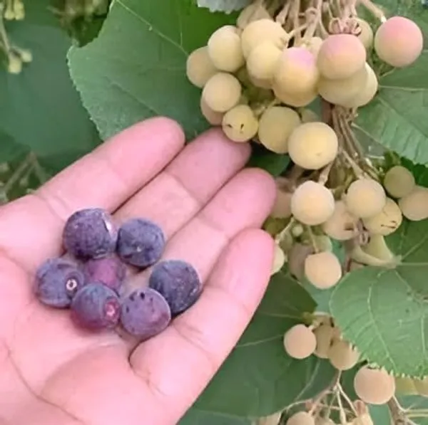 Thai_All_Time_Hybrid_Phalsa_||Falsa_||_Falsha_Grewia_Asiatica_Sherbet_Berry_Live_Fruit