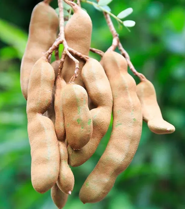 Tentul_Fruit_Plant_Tamarindus_Indica_Imli_Fruit_Plant