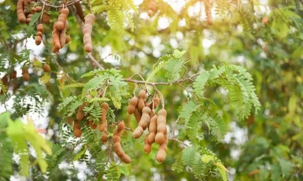 Tentul_Fruit_Plant_Tamarindus_Indica_Imli_Fruit_Plant
