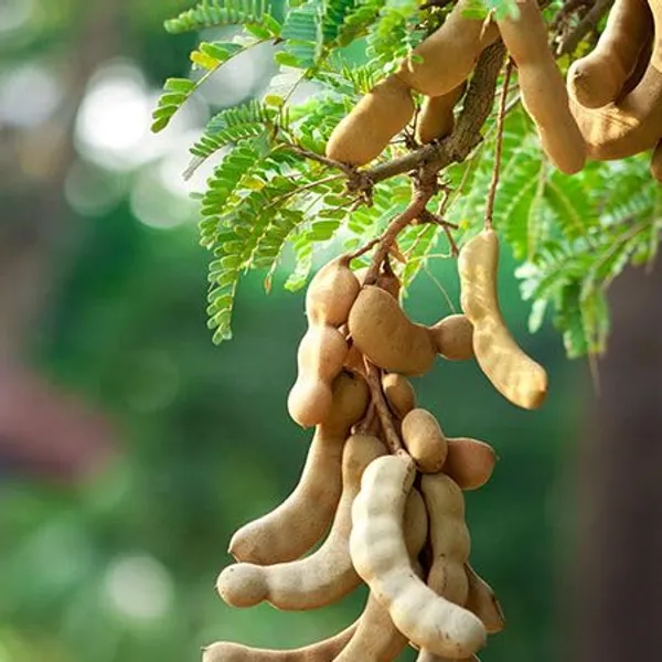 Tentul_Fruit_Plant_Tamarindus_Indica_Imli_Fruit_Plant