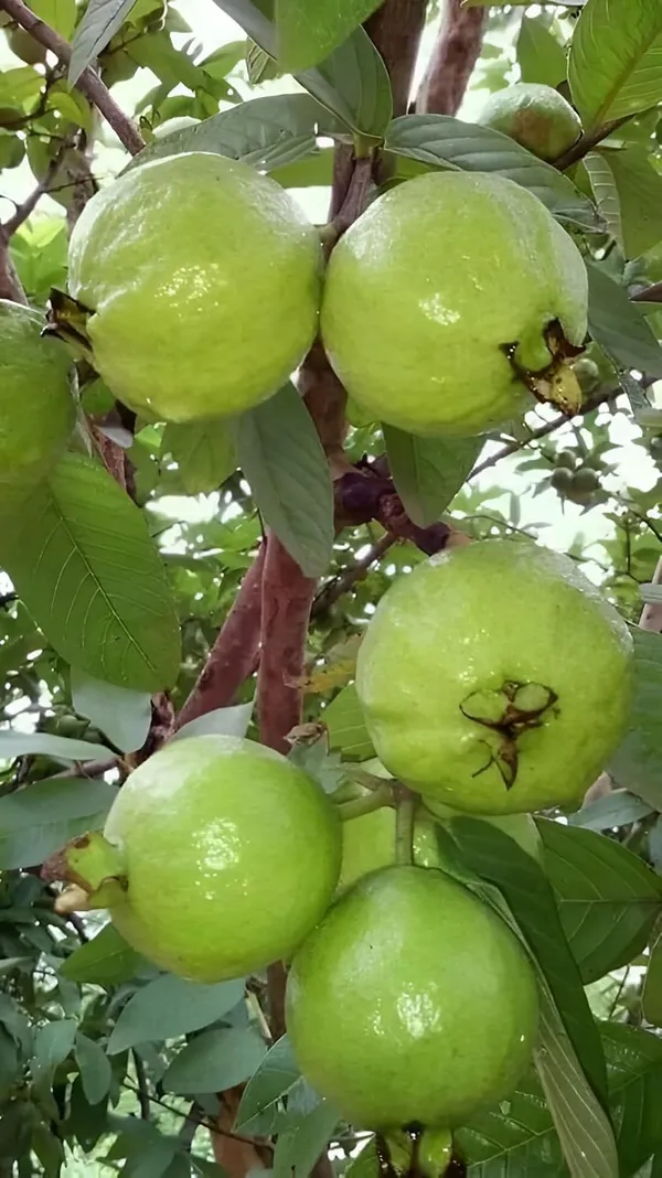 Thai_7_Guava_Plant_For_Gardening