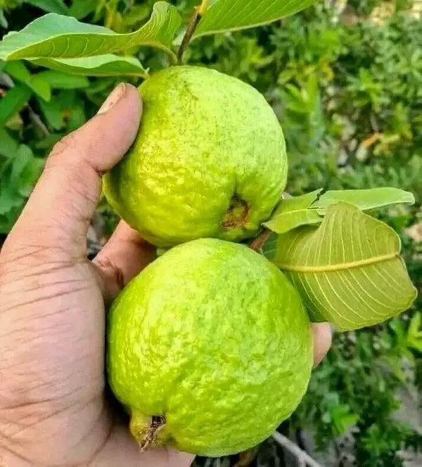 Thai_7_Guava_Plant_for_Gardening