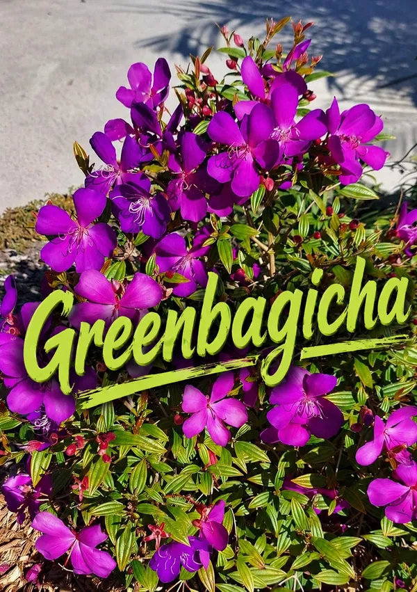 Tibouchina_Plant_-_Purple_Flowering_Shrub