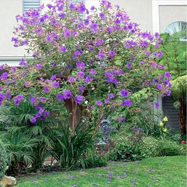 Tibouchina_Plant_Purple_Flowering_Shrub