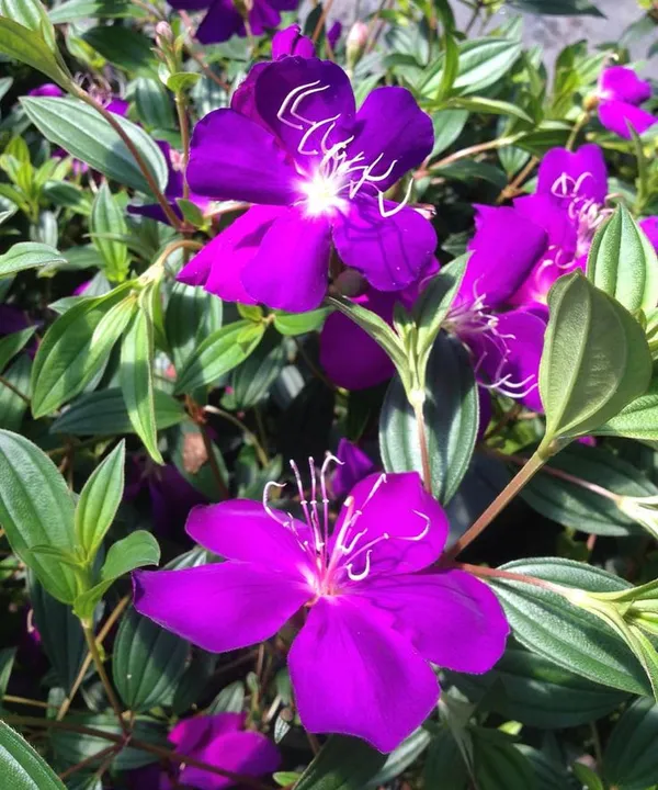 Tibouchina_Plant_Purple_Flowering_Shrub