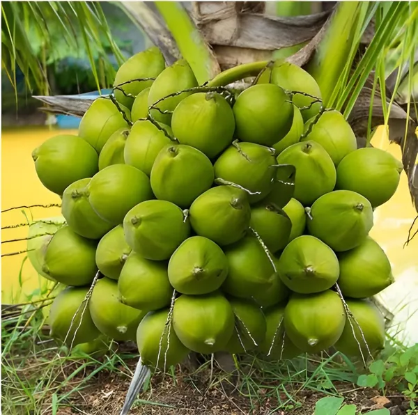 Vietnam_Coconut_Tree_Plant