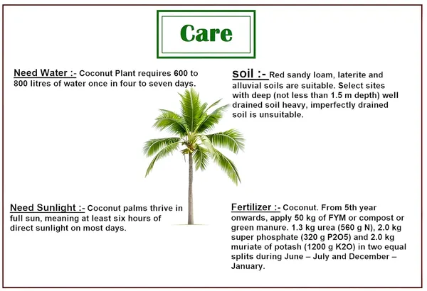 Vietnam_Coconut_Tree_Plant