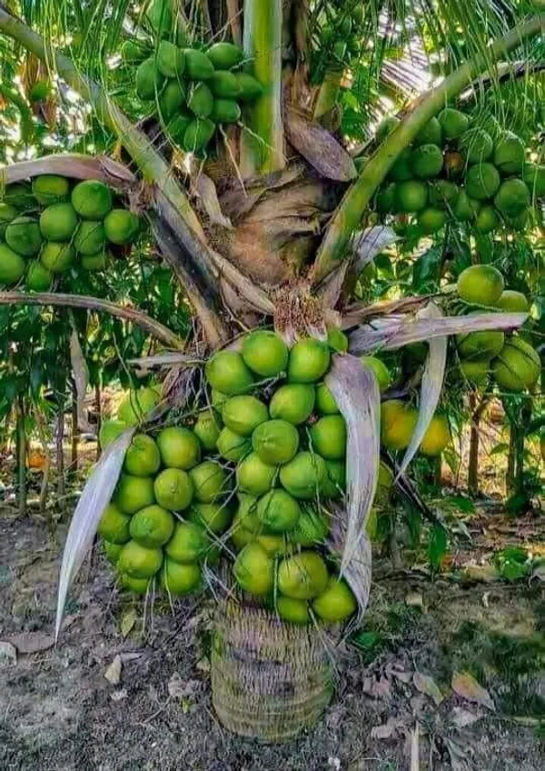 Vietnam_Coconut_Tree_Plant