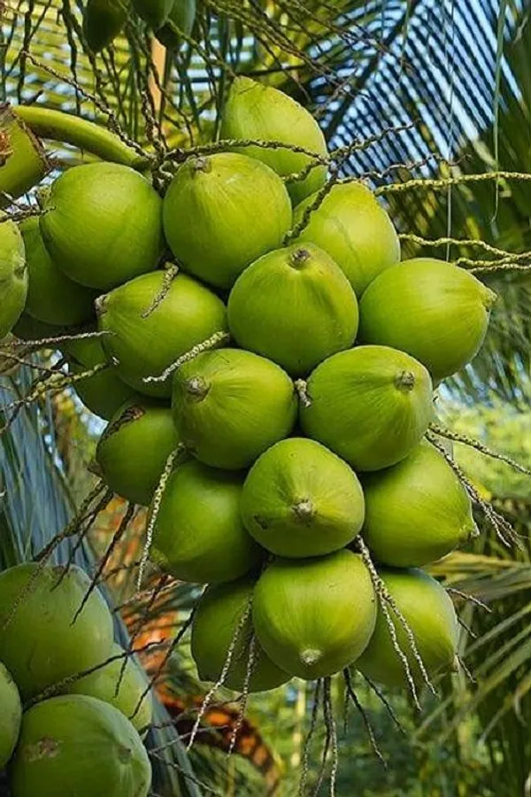 Vietnam_Coconut_Tree_Plant