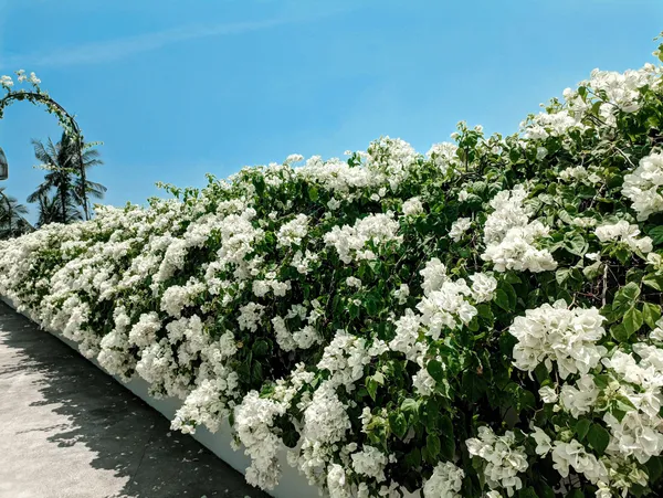 White_Bougainvillea_Safed_Bougainvillea_Flowering_Plant_Live_Outdoor_Climber