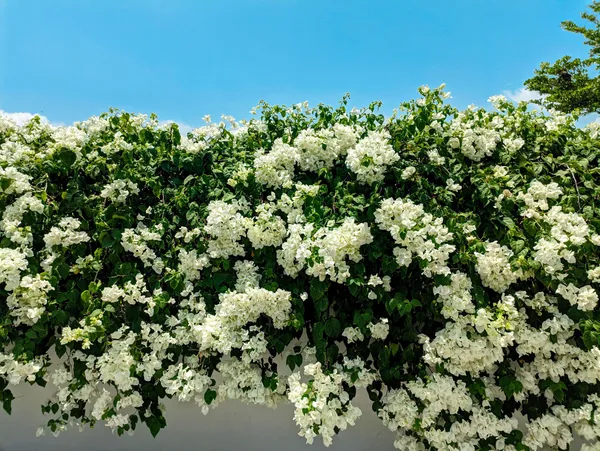 White_Bougainvillea_Safed_Bougainvillea_Flowering_Plant_Live_Outdoor_Climber