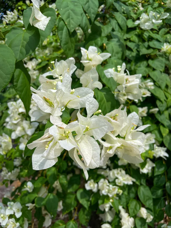 White_Bougainvillea_Safed_Bougainvillea_Flowering_Plant_Live_Outdoor_Climber