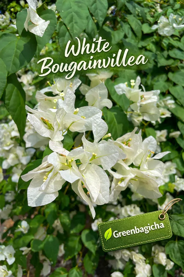 White_Bougainvillea_(Safed_Bougainvillea)_Flowering_Plant_–_Live_Outdoor_Climber