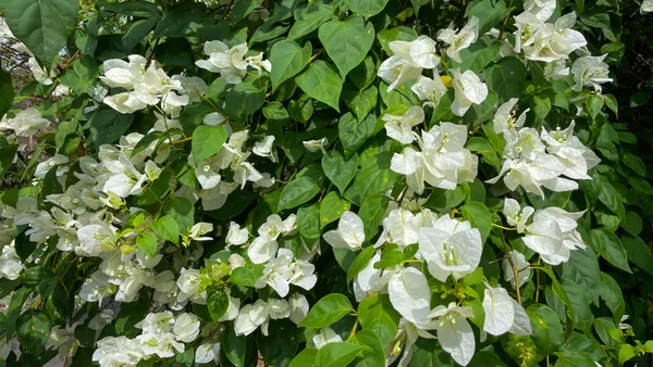 White_Bougainvillea_Safed_Bougainvillea_Flowering_Plant_Live_Outdoor_Climber