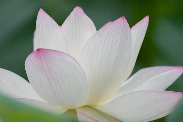 White_Pink_Lotus_Tuber_Live_Plant_|_Beautiful_White_&_Pink_Lotus_Flower_|_Aquatic_Water_Garden_Plant