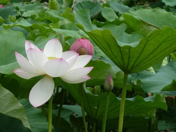 White_Pink_Lotus_Tuber_Live_Plant_|_Beautiful_White_&_Pink_Lotus_Flower_|_Aquatic_Water_Garden_Plant