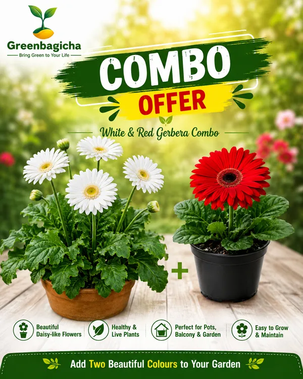 White_&_Red_Gerbera_Combo_|_Two-Colour_Blooming_Beauty