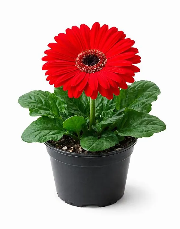 White_&_Red_Gerbera_Combo_|_Two-Colour_Blooming_Beauty