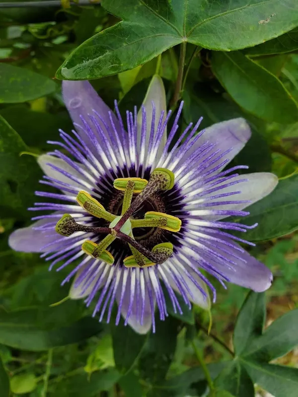 Live_Krishna_Kamal_Passiflora_Incarnata_Plant_Purple_Passion_Flower_Vine_Climbing_Rakhi_Flower_For_Home_And_Balcony_Garden