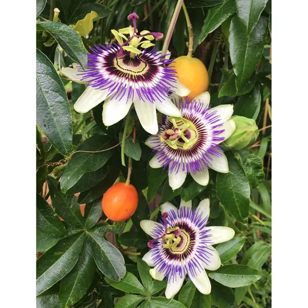 Live_Krishna_Kamal_(Passiflora_Incarnata)_Plant_Purple_Passion_Flower_Vine_|_Climbing_Rakhi_Flower_For_Home_&_Balcony_Garden