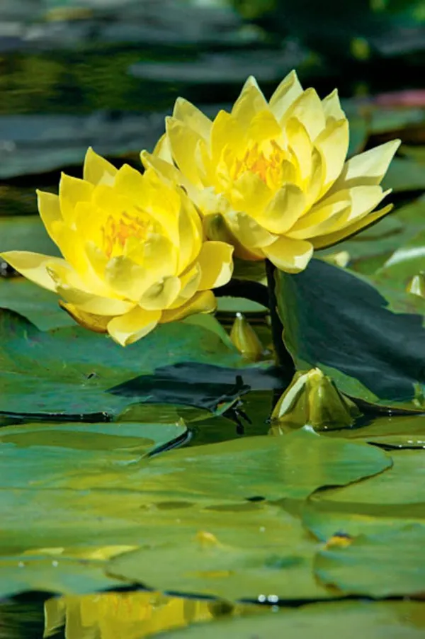 Yellow_Lotus_Tuber_Live_Plant_|_Premium_Yellow_Water_Lotus_for_Pond,_Pot_&_Water_Garden