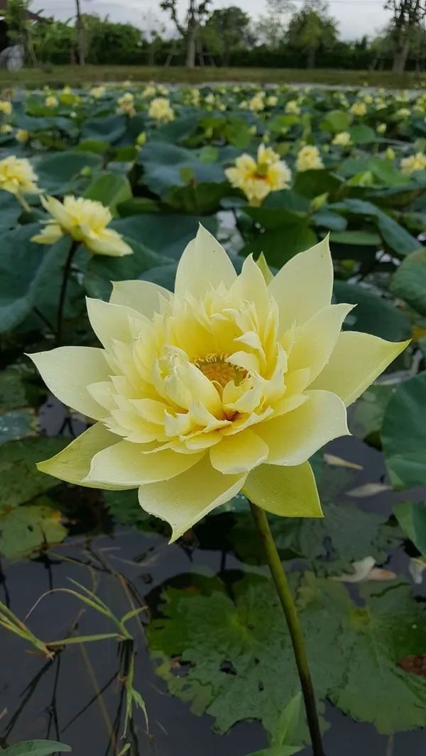 Yellow_Lotus_Tuber_Live_Plant_|_Premium_Yellow_Water_Lotus_for_Pond,_Pot_&_Water_Garden