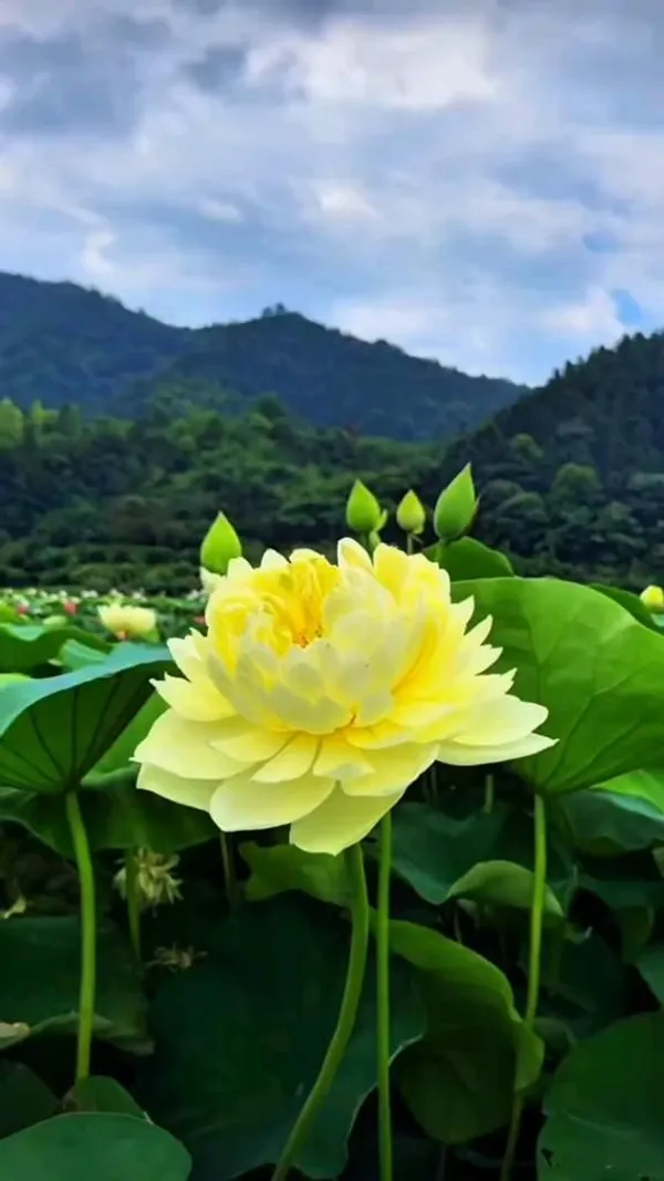 Yellow_Lotus_Tuber_Live_Plant_|_Premium_Yellow_Water_Lotus_for_Pond,_Pot_&_Water_Garden
