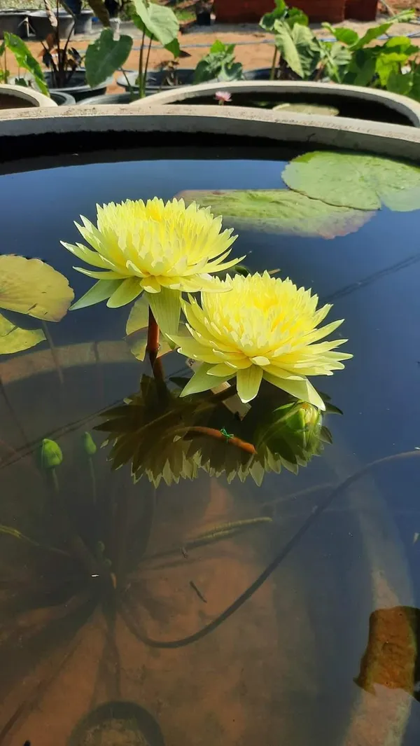 Yellow_Lotus_Tuber_Live_Plant_|_Premium_Yellow_Water_Lotus_for_Pond,_Pot_&_Water_Garden
