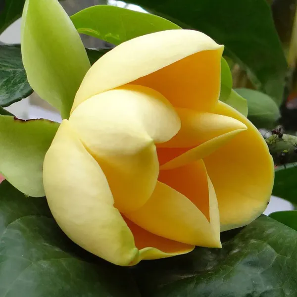 Yellow_Magnolia_Plant_Live_Golden_Magnolia_Flowering_Tree_Rare_Ornamental_Plant