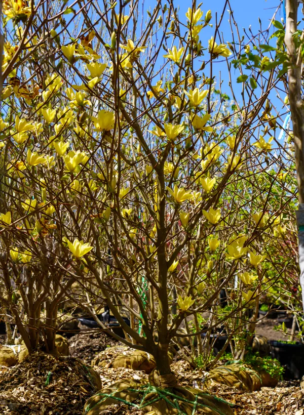 Yellow_Magnolia_Plant_Live_Golden_Magnolia_Flowering_Tree_Rare_Ornamental_Plant