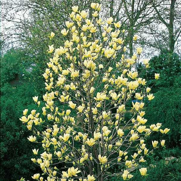 Yellow_Magnolia_Plant_Live_Golden_Magnolia_Flowering_Tree_Rare_Ornamental_Plant
