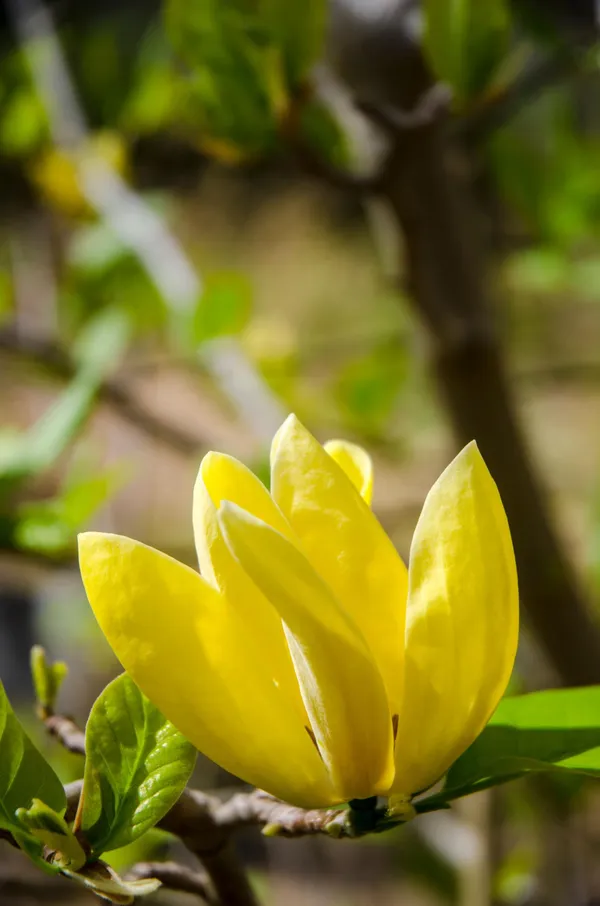 Yellow_Magnolia_Plant_Live_Golden_Magnolia_Flowering_Tree_Rare_Ornamental_Plant