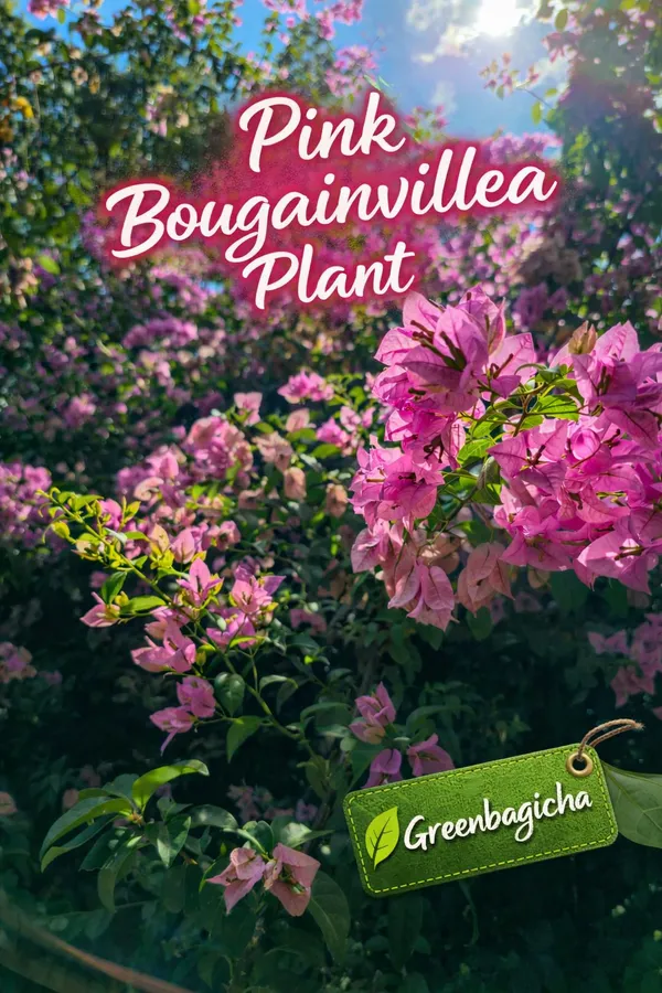 Pink_Bougainvillea_(Pink_Bogonveliya)_Flowering_Plant_–_Live_Outdoor_Climber